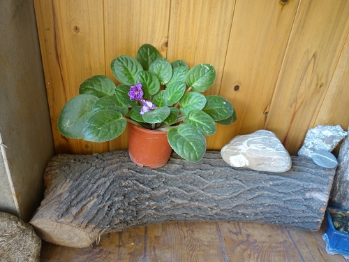 20150111農村老爺+集集 (121).jpg