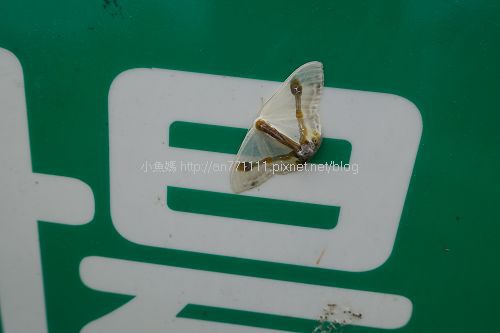 雲霧農場 (67).jpg