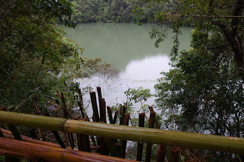 五葉松 (12).jpg