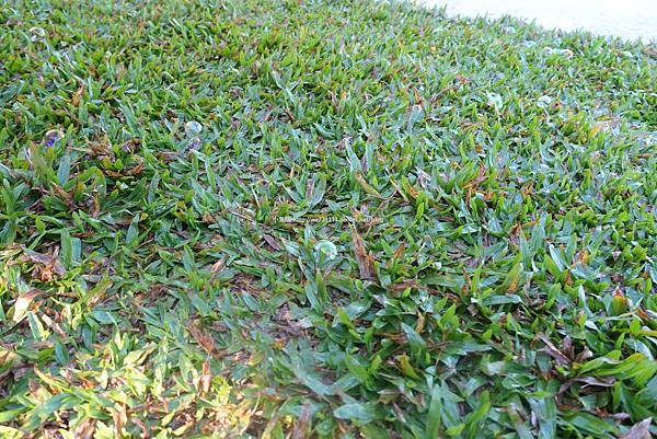 20151106-08耀婆山 (16).jpg