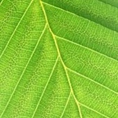 Leaf (2).jpg