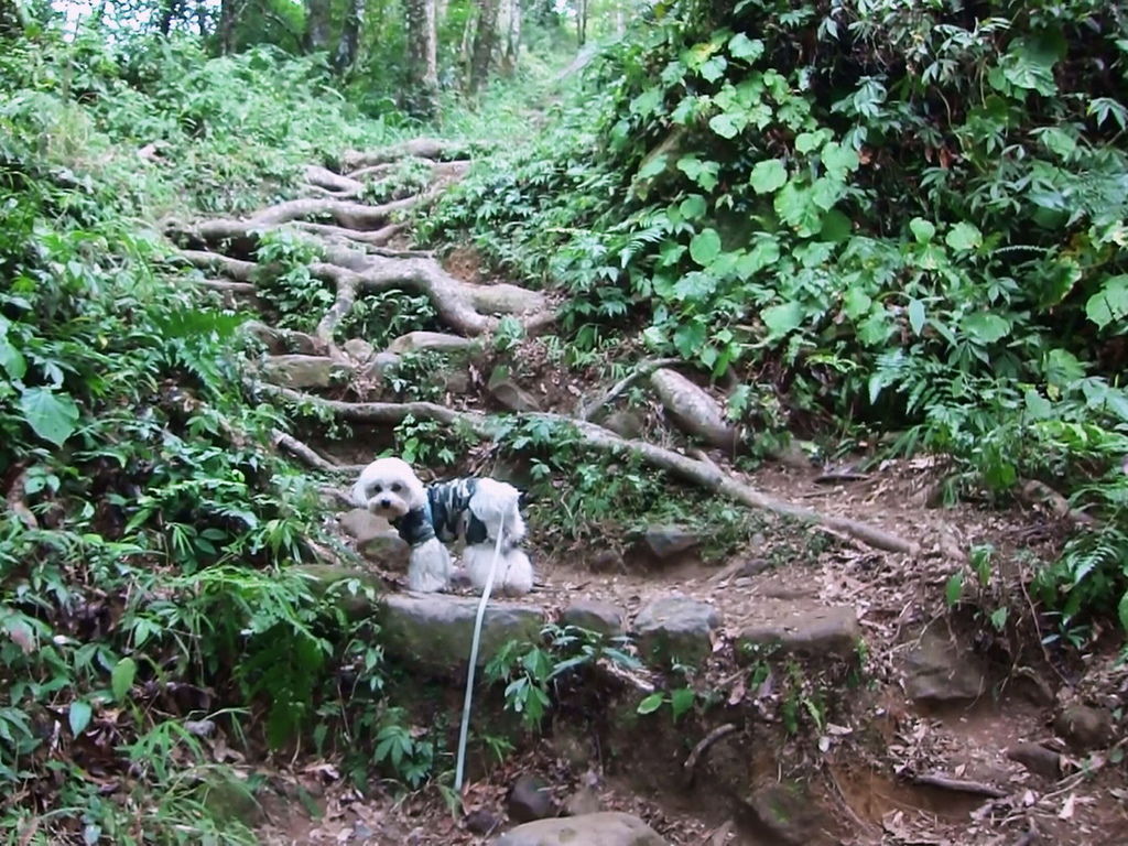 20131210120252.m2ts 馬拉邦山上湖登山口(1) 小小