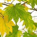 maple leaves