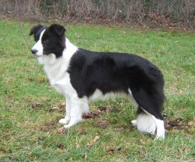 black_white_collie