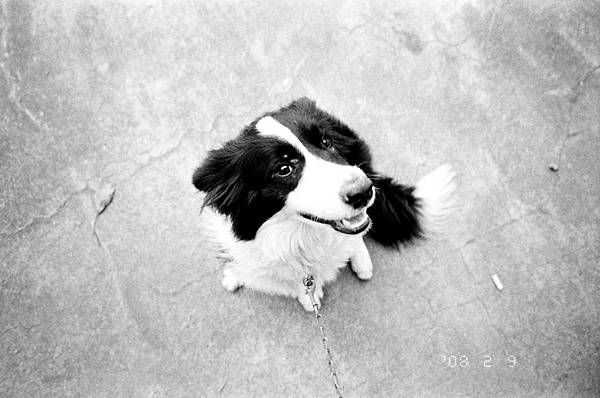 border collie