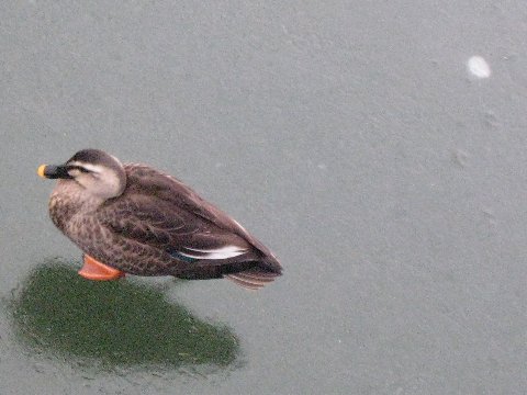 護城河都結兵了...鴨子走在結冰的水面上..=,,=