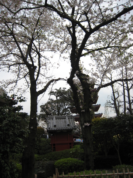 淺草寺外的庭院