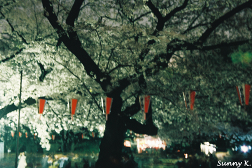 Ueno Park Sakura