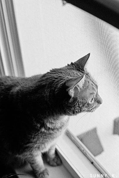 looking out of the window looking out of the window