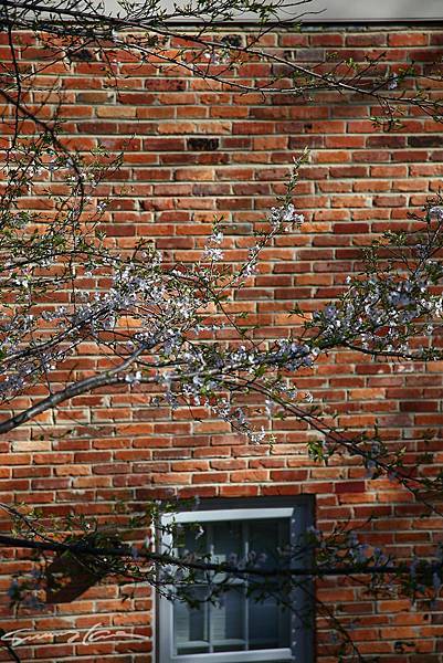 Cherry Blossom outside of my window