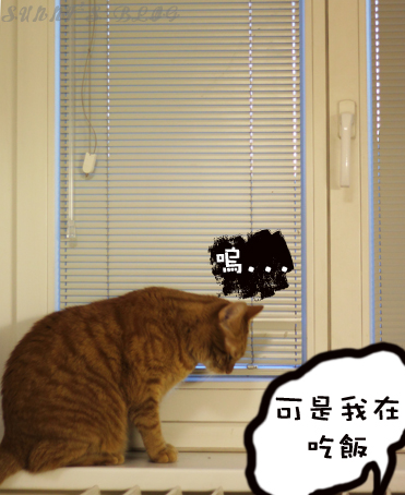 Momo opens window 6.jpg