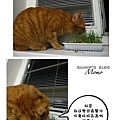 Momo and catnip4.jpg