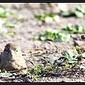 Der Frühling14.jpg