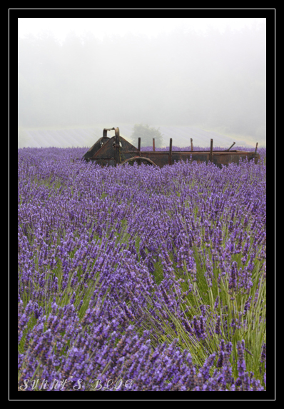 Lavender Farm 6.jpg