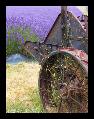 Lavender Farm 7.jpg