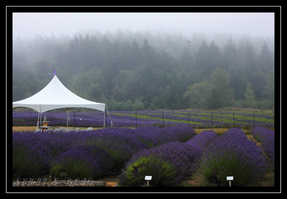 Lavender Farm 1.jpg