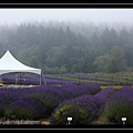 Lavender Farm 1.jpg