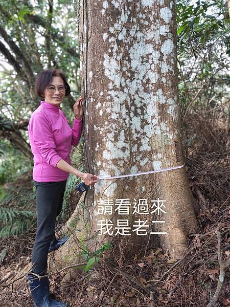 三百歲的伯公(土地公)  & 伯公樹