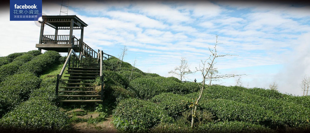 大崙山茶園步道5