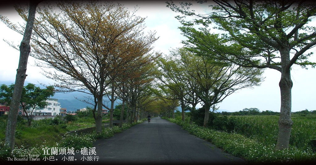 小葉欖綠色隧道3