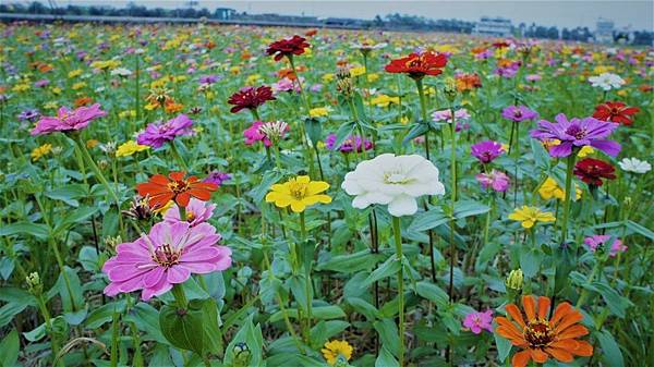 斗南花海節百日草5色花朵齊綻放 Andk 痞客邦