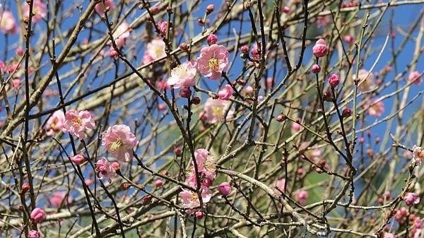 鬍鬚梅園花香撲鼻 達摩 來導覽有禪意 Andk 痞客邦