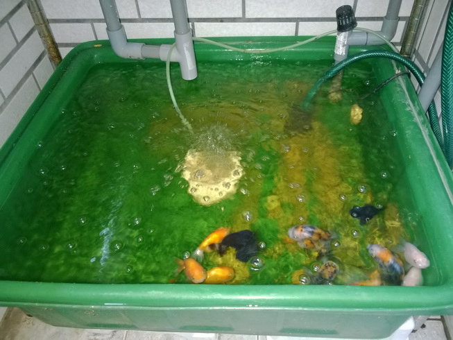 陽台系統2 阿德的魚菜共生 Aquaponics 痞客邦