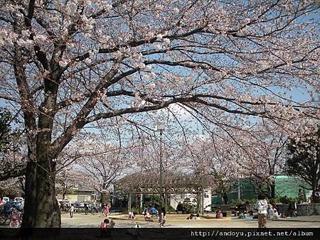 某公園內開滿整片櫻花