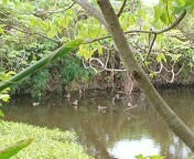 想起第一次跟家人來關渡自然公園的花嘴鴨們