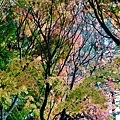 20111203-DSC_5103.jpg