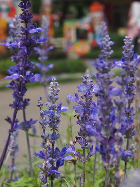 P4025825.JPG P4025825.JPG