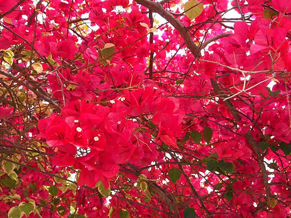 P4025928.JPG P4025928.JPG