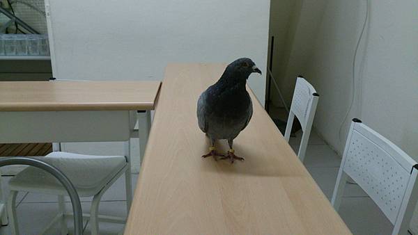 Examiner Pigeon II.JPG