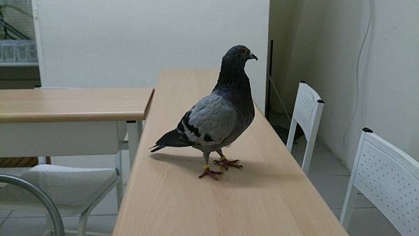 Examiner Pigeon III.JPG