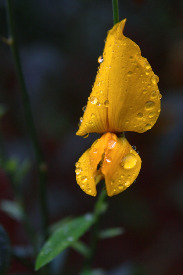 DPP_0589.JPG DPP_0589.JPG