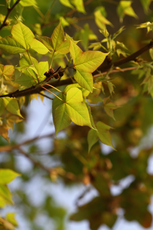 DPP_1201 DPP_1201