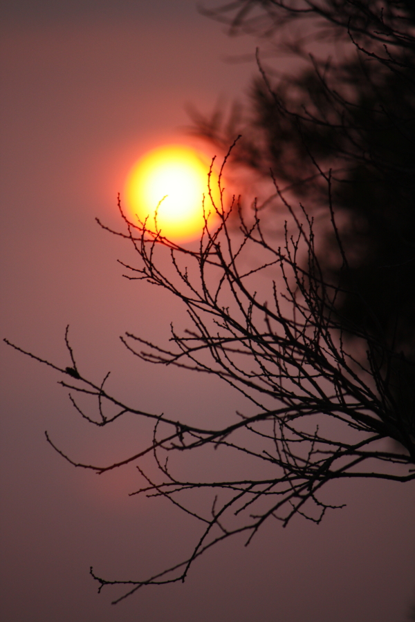 DPP_1426 DPP_1426