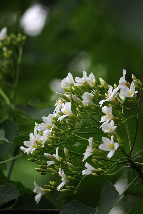 DPP_1490 DPP_1490