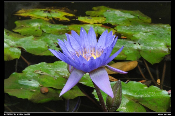 池塘裡的蓮花~~