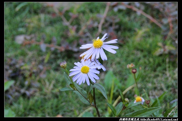 小菊花