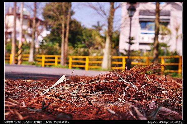 20140111大溪員樹林落羽松2