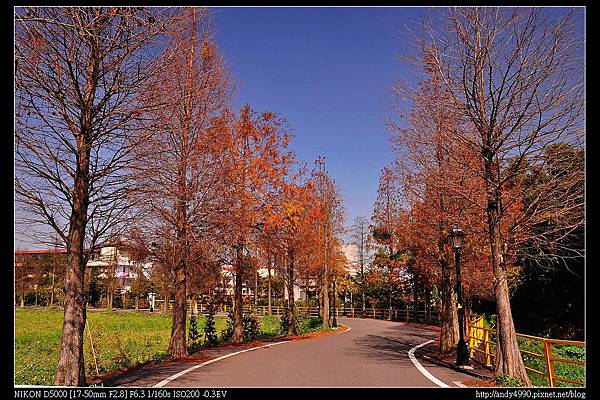 20140111大溪員樹林落羽松3