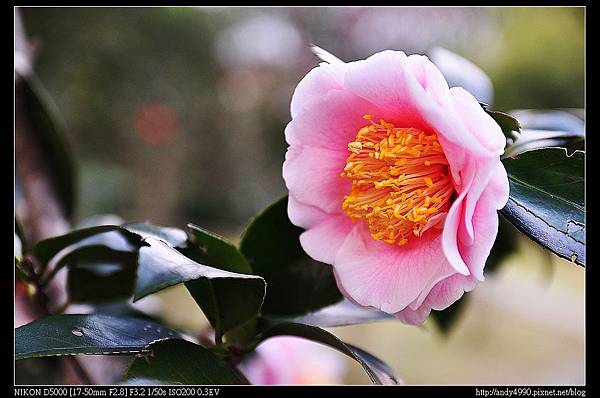 20140118陽明山花卉試驗中心茶花展68