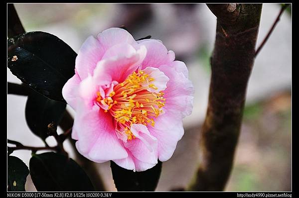 20140118陽明山花卉試驗中心茶花展41