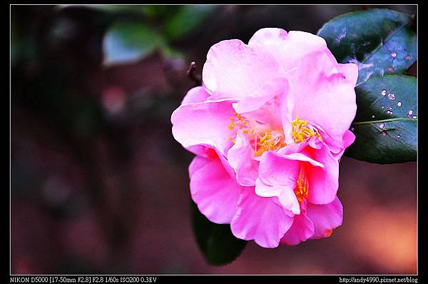 20140118陽明山花卉試驗中心茶花展53