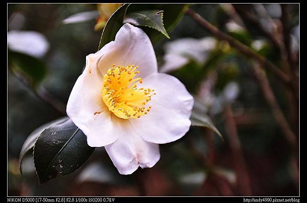 20140118陽明山花卉試驗中心茶花展56