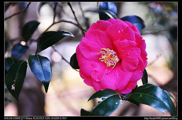 20140118陽明山花卉試驗中心茶花展58