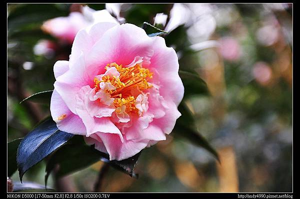 20140118陽明山花卉試驗中心茶花展64