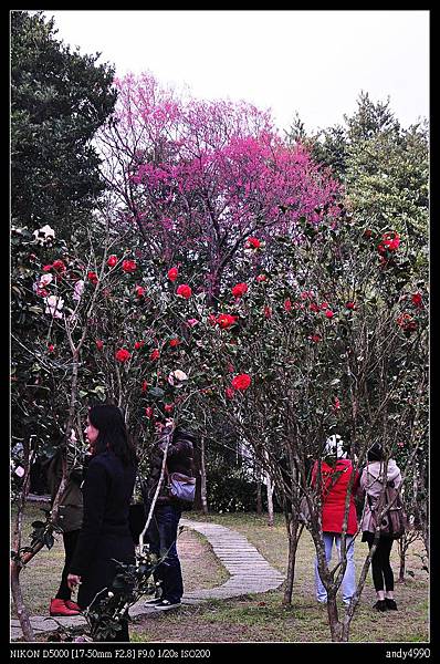 20140118陽明山花卉試驗中心茶花展66