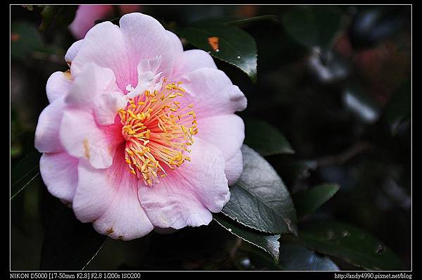 20140118陽明山花卉試驗中心茶花展67